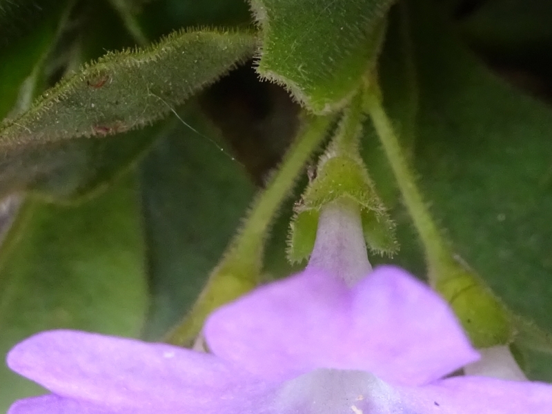 Primula hirsuta